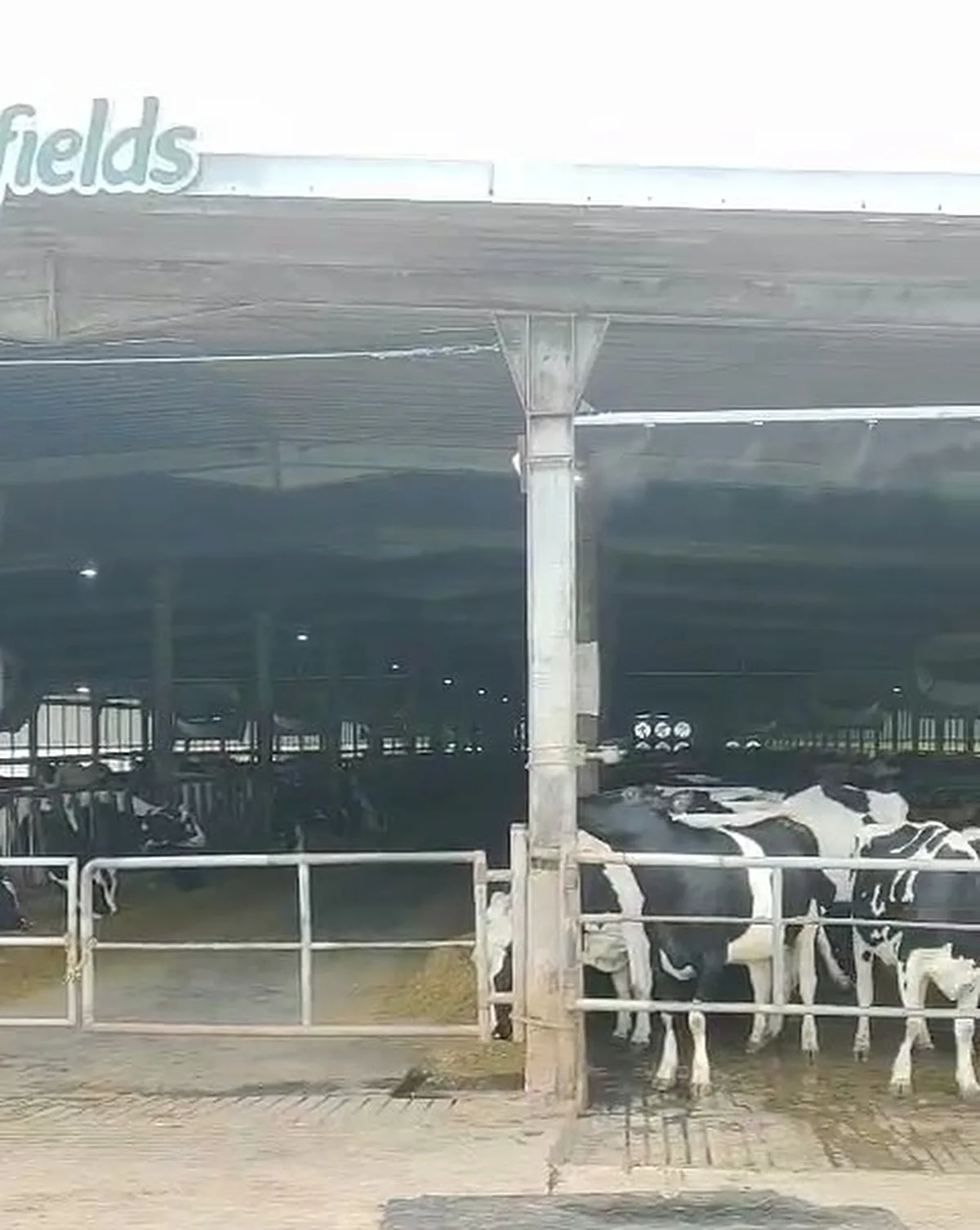 Cows under the Greenfields-branded barn canopy, mist zone running behind