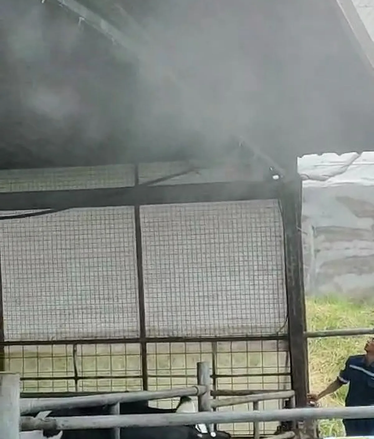 Mist working over the cattle pens, keeping animals in the treated zone through midday